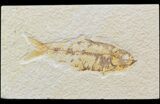 Bargain Knightia Fossil Fish - Wyoming #42438-1